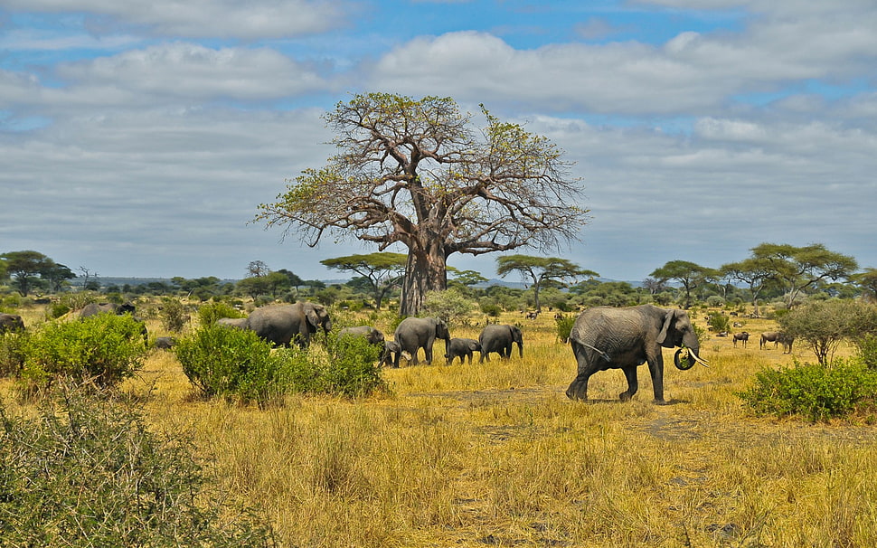 gray elephant, landscape HD wallpaper