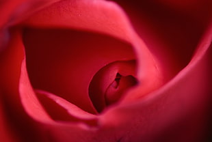 micro photography of red Rose
