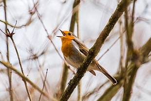 brown and white bird on a brown branch during daytime