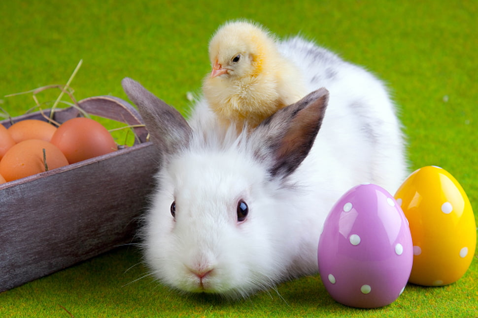 white and gray rabbit HD wallpaper