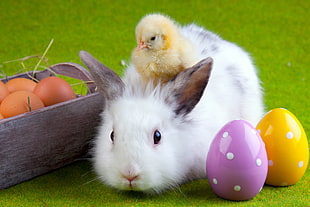 white and gray rabbit