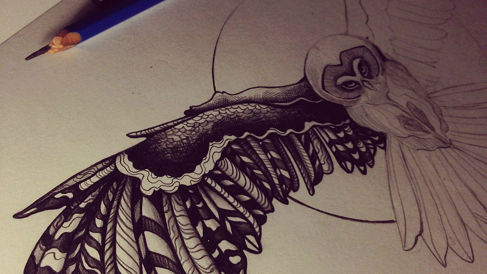 flying owl sketch, owl, pencils HD wallpaper
