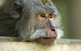 gray monkey HD wallpaper