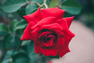 closeup photo of red rose flower