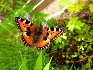 orange and black butterfly on flower focus photography