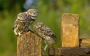 three brown-and-beige owls, owl, birds, nature