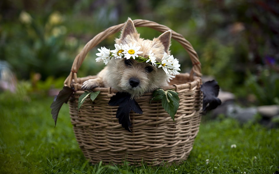 selective focus photography of fawn terrier with Daisy flower headband inside wicker basket HD wallpaper