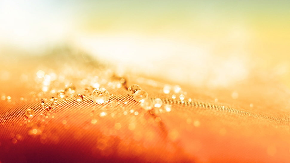 shallow focus drop of water HD wallpaper
