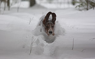 adult brown basset hound on snow during daytime