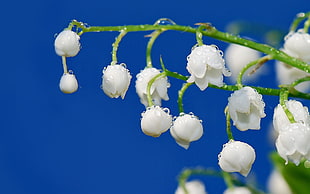 white flowers HD wallpaper