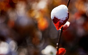 selective focus photography of red leaf covered by snow