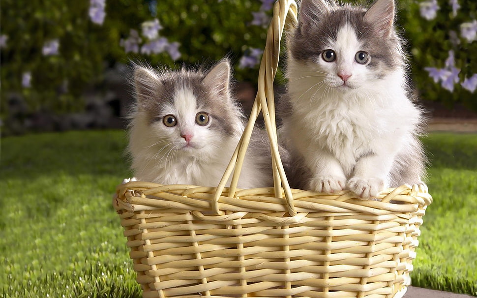 wicker basket with two gray and white Persian cats HD wallpaper