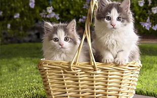 wicker basket with two gray and white Persian cats