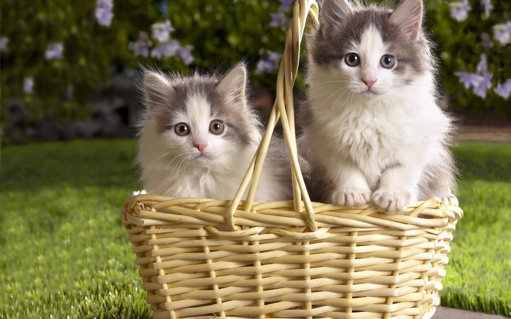 wicker basket with two gray and white Persian cats