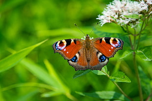 orange and blue butterfly close-up photography, peacock butterfly, european