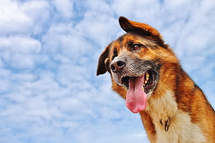 photography of short-coat tan dog under white clouds