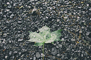 green maple leaf, Leaf, Drops, Stones
