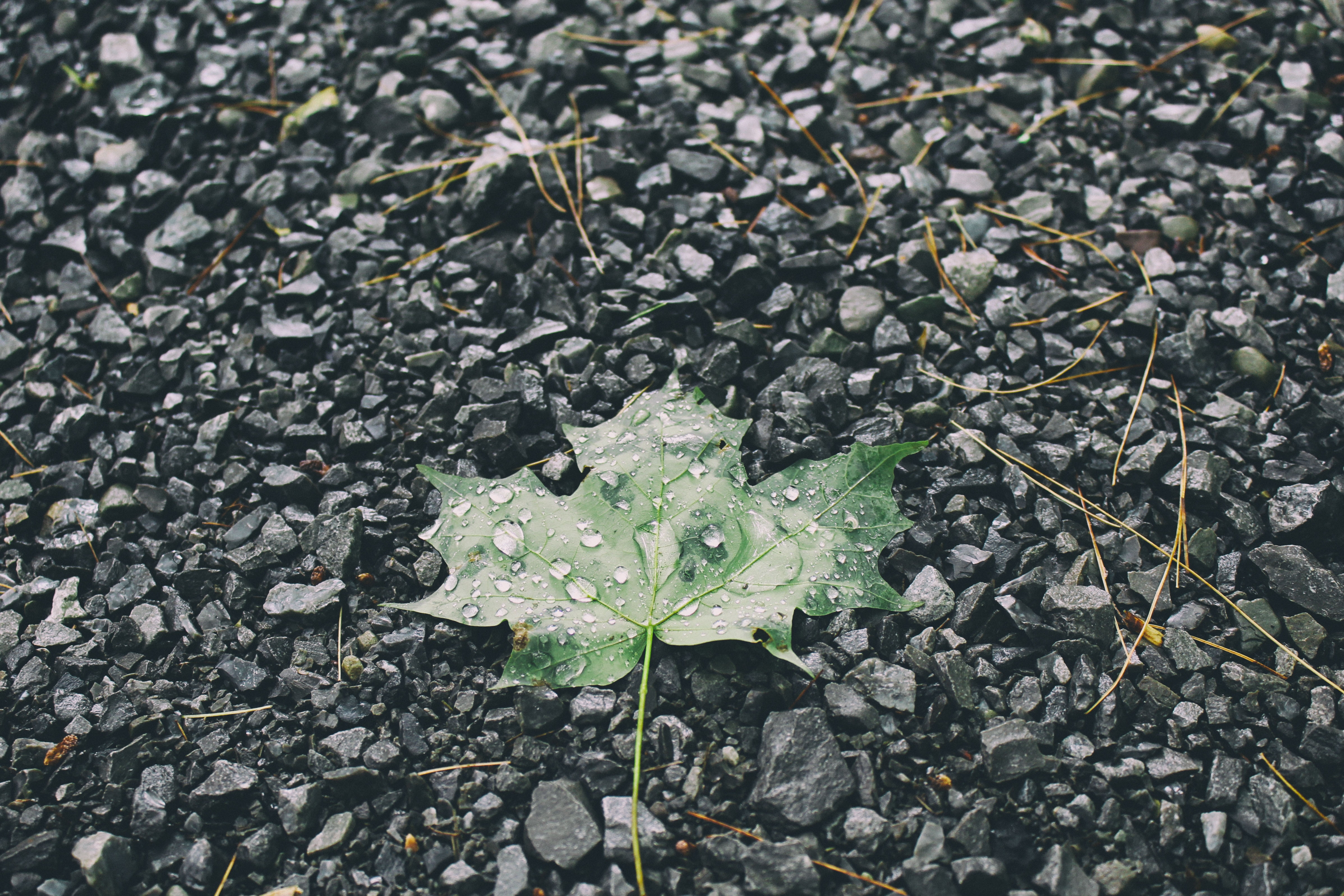 Leaf stone. Каменный лист. Вода листья камни. Листья на камнях. Листовой камень.