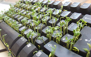 black computer keyboard, keyboards, nature, plants, computer HD wallpaper