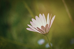 pink Osteospermum selective focus photo, daisy HD wallpaper