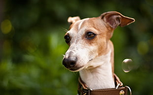 closeup photo of short coated tan and white dog