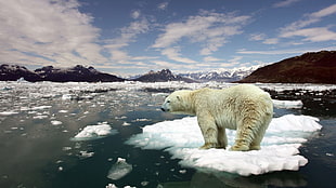 polar bear, nature, animals, polar bears, landscape HD wallpaper