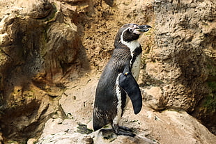black and white penguin on brown rock