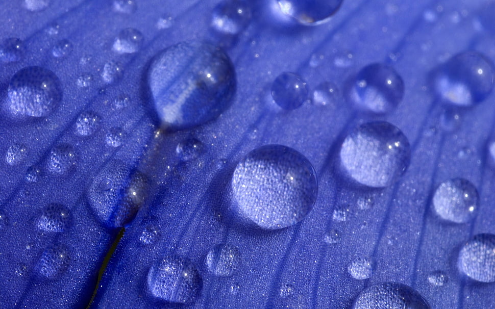 selective focus photography of water dew HD wallpaper