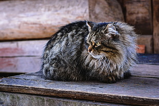 long-fur gray and black cat on brown wooden bench