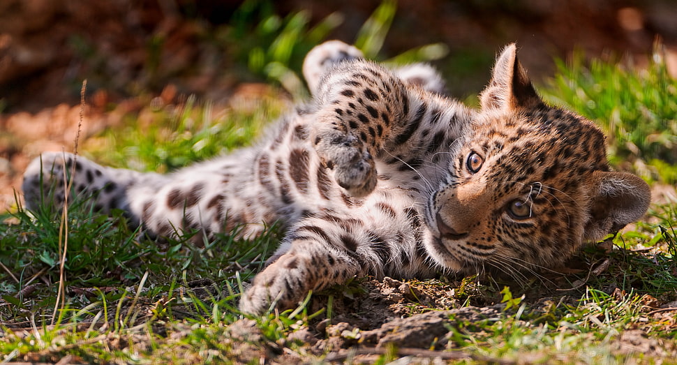 leopard cub on green grass during daytime HD wallpaper