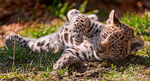 leopard cub on green grass during daytime