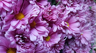 macro shot of purple daisy flowers