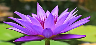 Lotus flower HD wallpaper