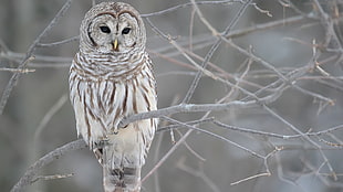 gray and white owl, owl