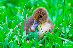 selective focus photography of duckling on grass