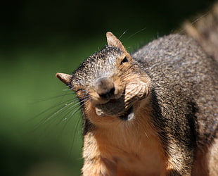 selective photo of brown squirrel with peanut on mount
