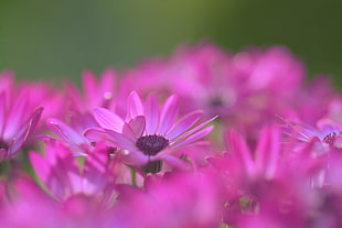 pink petal flower, flowers