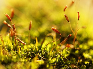 macro photo of brown grass
