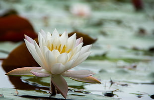 selective photo of white and pink water lily