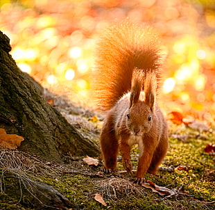brown squirrel on focus photo