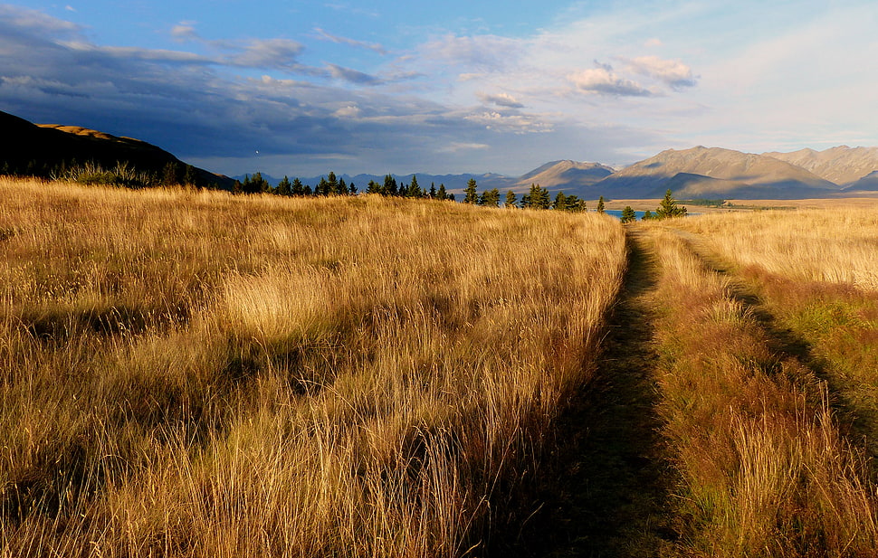landscape photo of brown grass field, nz HD wallpaper