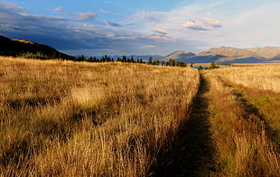 landscape photo of brown grass field, nz