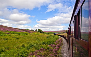 landscape, train, nature, flowers