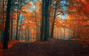tree lot, landscape, nature, fall, path