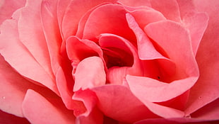 pink rose, flowers, macro, plants HD wallpaper