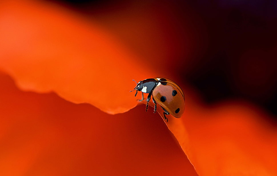 silver-colored and blue gemstone ring, ladybugs, red, macro, simple HD wallpaper