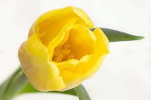closeup photography of a yellow Tulip