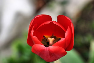 selective focus photography of a red Tulip