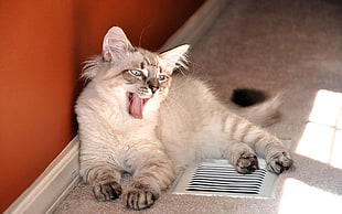 brown fur cat yawning on top of gray carpet