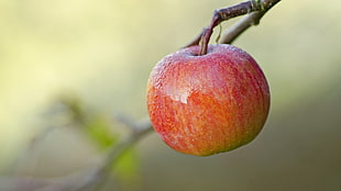 shallow depth of field photography of red apple fruit
